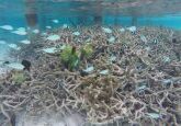 coral embaixo no nosso bangalô