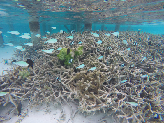coral embaixo no nosso bangalô