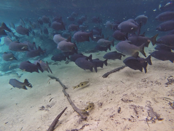 DCIM268GOPRO
