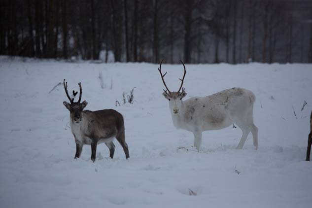 Aurora_Boreal_Laponia_Piloto-0026-2-1