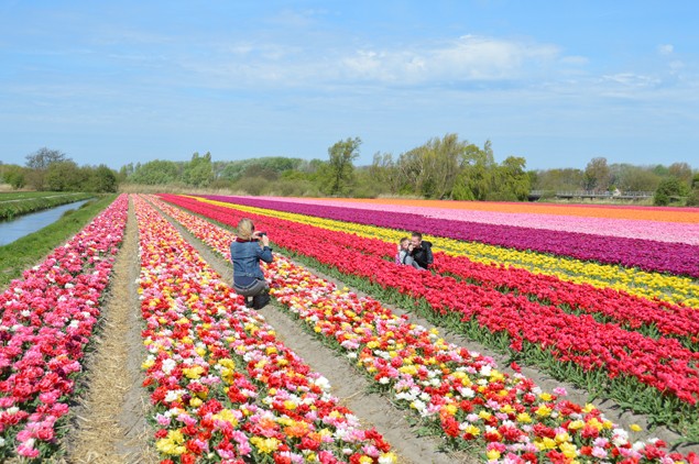 Os Campos de Tulipas e o Parque Keukenhof na Holanda | Loucos por Viagem