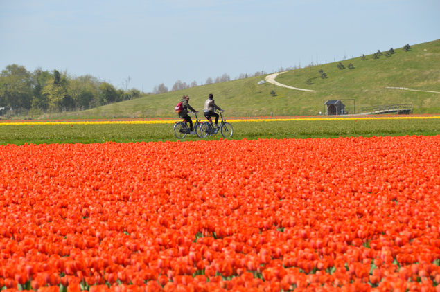 Os Campos de Tulipas e o Parque Keukenhof na Holanda | Loucos por Viagem