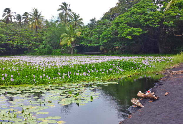 big-island-598-punaluu-black-sand-beach-edit-editado