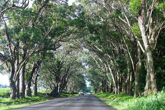 kauai-238-road-520-tunel-de-arvores-edit-editado