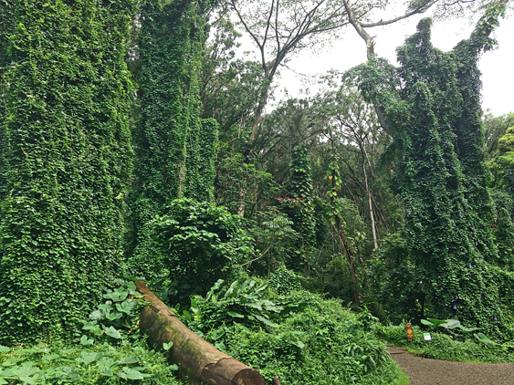 oahu-13-manoa-falls-edit-editado