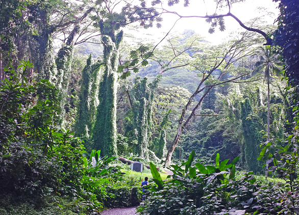 oahu-8-manoa-falls-edit-editado