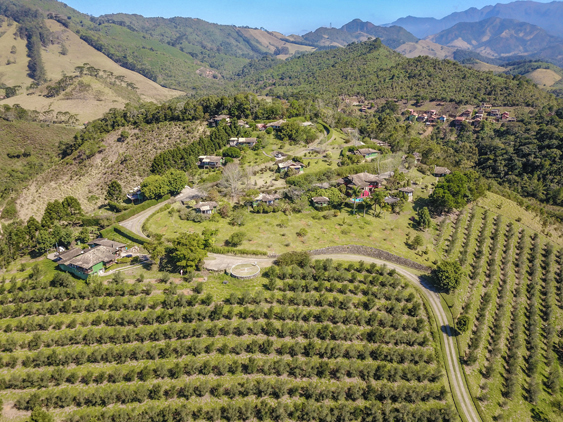 Oliveiras da Maua Brasil