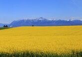 Campos de canola ao redor do Lago Léman, Suíça