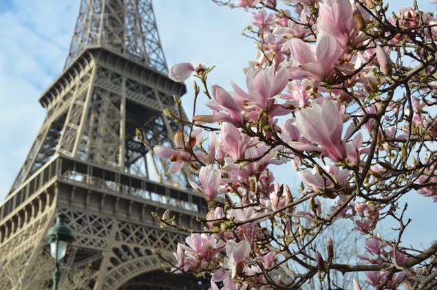 torre eiffel com magnólias