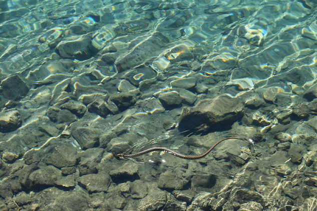 cobra d`agua no Lago di Tovel – Dolomitas
