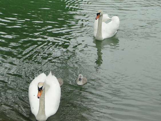 Lago Bled