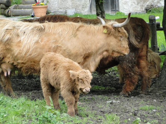 Logarska Dolina