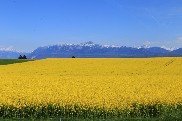 Lac Léman